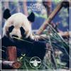 Panda Flight VIP (Original Mix) - Flamery