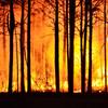 Fire in the Beehive(feat. Litness Monster) - Teaganbear&The Litness Monster