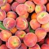 Nectarines - Slight