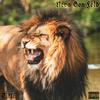 Neva Gon Fold (Explicit) - Tyson McKie