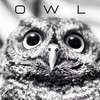 Owl - Proyecto Simbiosis&Eduardo Manrique