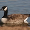 Couldnt think of a title (my bad) (Explicit) - GOLDEN GOOSE