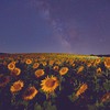 Sunflower Field - Spex