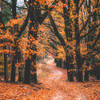 Fall - Aesthetic Sounds