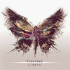 Torchlights - Tineidae