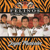 La Vaca Ingrata - Los Felinos de Johnny Zavala&Ricardo Acosta