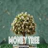 Money Tree (Explicit) - SampsonODB&Prestege