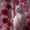 Belinha - Magic Notes Tune Tune