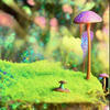 Magic Mushroom - Orange A Boom