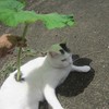 打架猫 - LinM