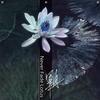 NEVER FADE LOTUS (其他) - 毕冉
