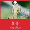 迎春 - 戴思蒙德