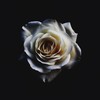 Absorb the White Noise - Ambient Light&Greencyde