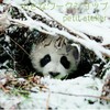 用来记录不止一场雪的冬天 - 大弟&小安迪Lil Andy