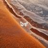 Frontier - Malvae