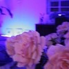 Player Interlude (Prod. Mitchell Quan) - Luanna