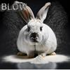 BLOW (Explicit) - Worst Case&Casey Companion