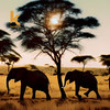 Mamafrica - Tony Donner&Yekuro Losho&Valun&Antonio Donner&RIQUO