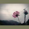 I don't know why - 丸子西