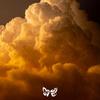 Pursue - Malvae