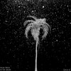 Palm Trees In The Snow - Terror Jr