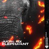 Elephant - JUCAL Mx