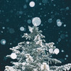 Seoul, Christmas - 초이 (CHOI)