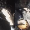 Mandolin - Hanacells