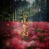 落魄繁花 - 沧淮令&锦老师&t君啊