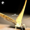Forgotten Poetry - Leão
