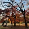 落葉 - Takashi Sasaki