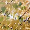 Blossom - Common Ivy