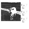 Dorytrack - Wpx