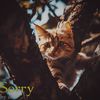 Sorry - Ozer