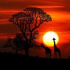 Dark Safari (Off Set Version) - Dave Rush