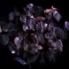 Jungle Love - Trevino