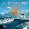 Antarctic Nights - Oliva