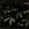 Fungus Root - David Gwaltney