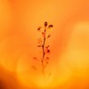 Massage Therapy - Spa Music Architect&Thai Massage