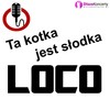 Ta Kotka Jest Słodka (Radio Edit) - Loco