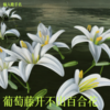 葡萄藤开不出百合花 - 月钺