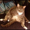 TRAPCAT - Mike Lynxx