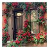 Rosy - Gazi