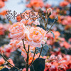带刺的蔷薇 - 陆子昂