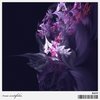 rosa centifolia - 黒皇帝