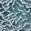 Ocean - Bluecat
