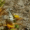 Butterfly - Upsilon