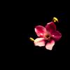 Costa Del Sol (Explicit) - SMB