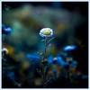 Blue Tansy - white flamingo&Boris Gallo