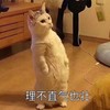 喜欢 - 策风